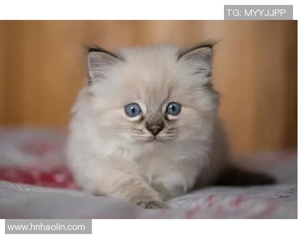 足球球星养的猫，主人是谁？